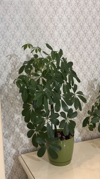 Продается домащние цветы