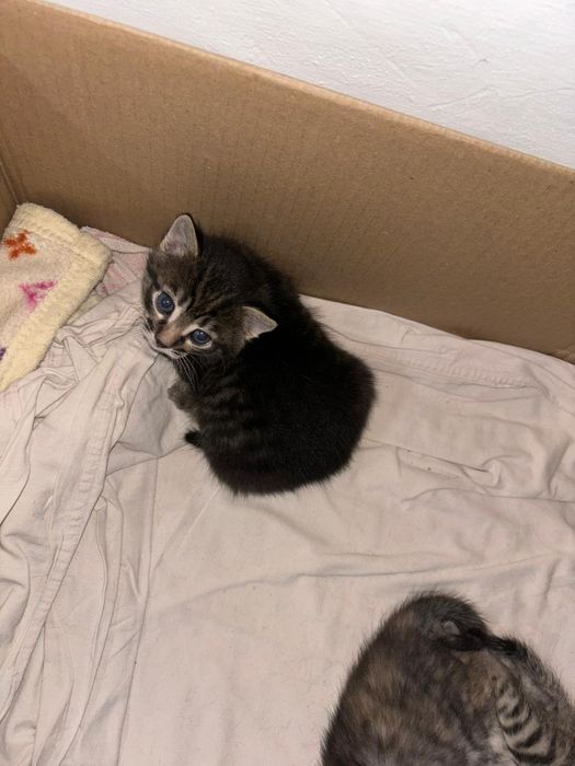 Отдам котят в добрые руки