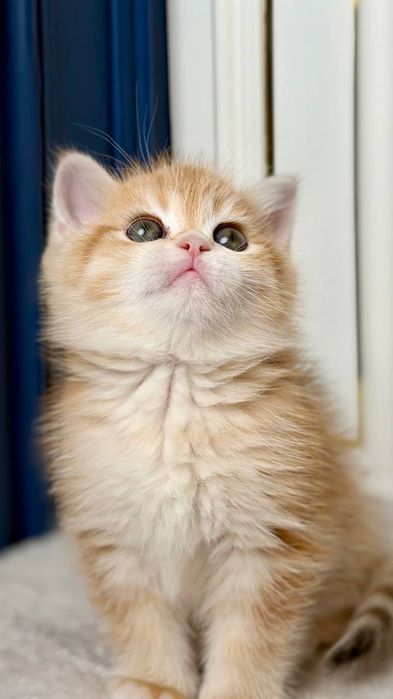 Британские короткошерстные котята ищут дом