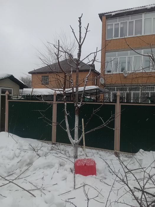 Обрезка деревьев электроинструментами