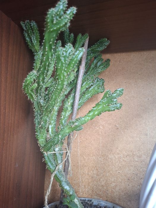 Продам цветы для дома