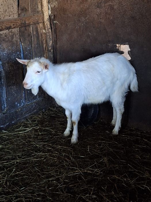 De vanzare  tap sanen