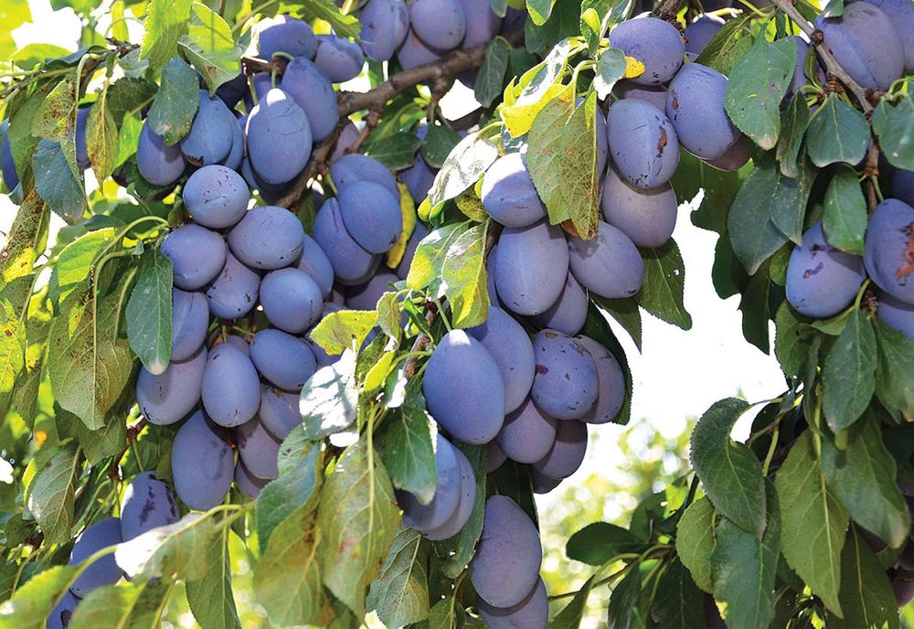 Vand prune neculese pentru tuica sau gem