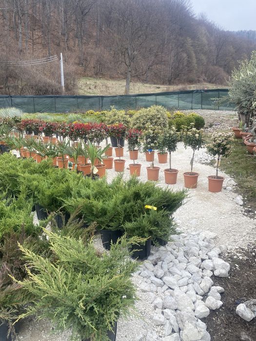 Spirale si plante de toate