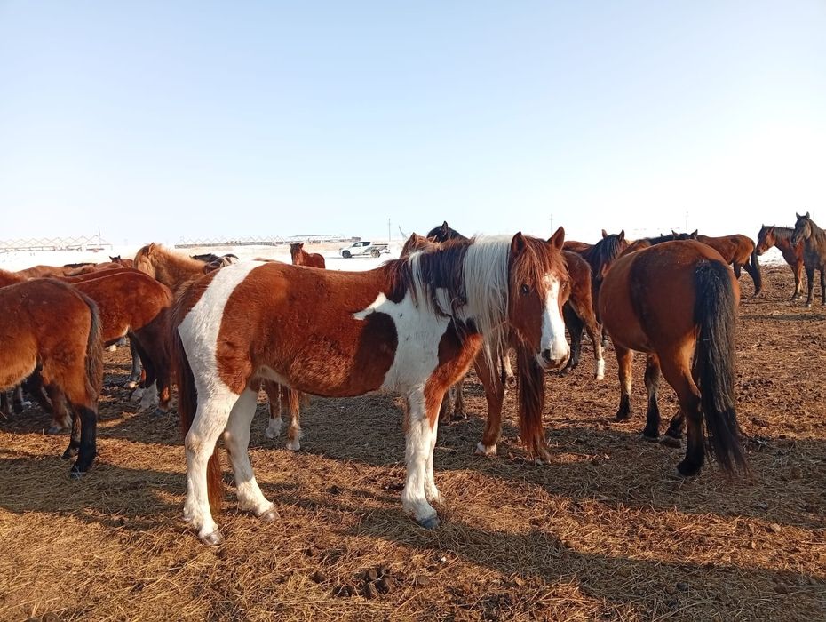 Жеребцы на племя