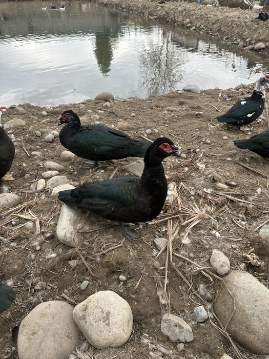 Утки породы Мускусные