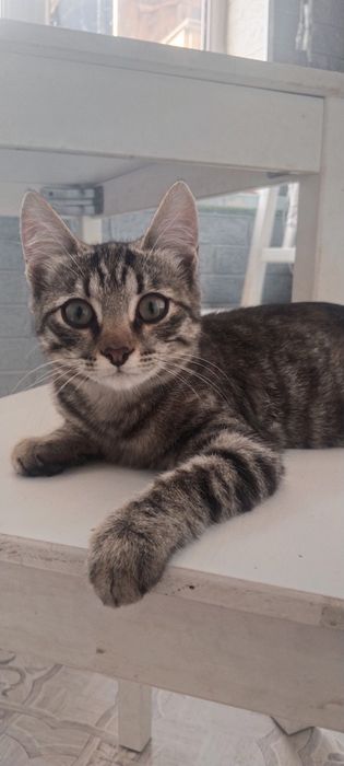 Отдам котят 4месяца