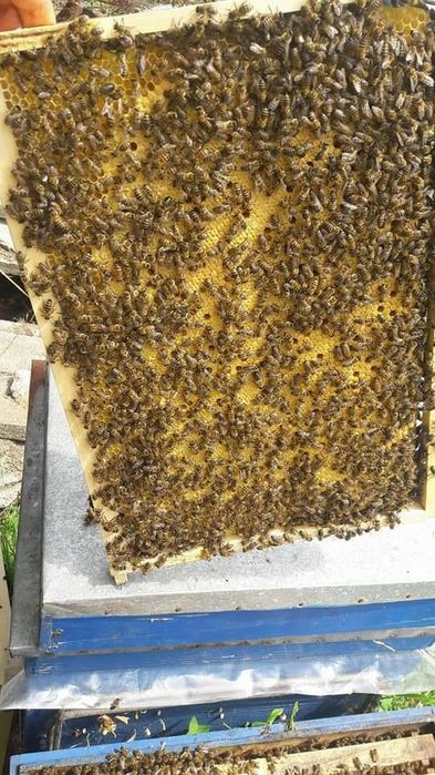 Matci de vanzare sezonul 2025!