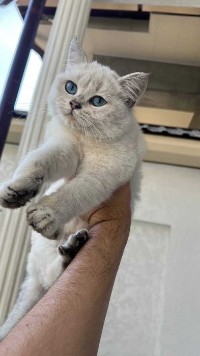 Point chinchilla shinshilla sotiladi