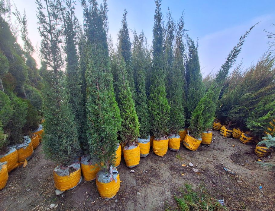 Сасна ва бошка арчалар  кучатлари бор.