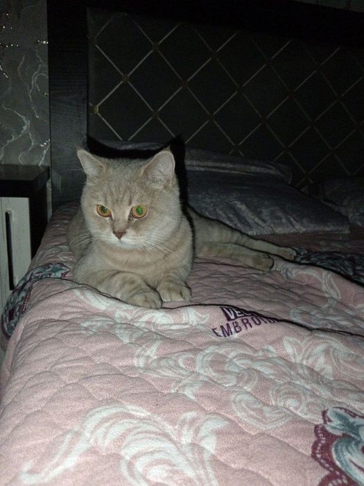 Скоттиш страйт девочка