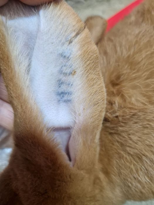 2- Бургунский  2-Полтавский