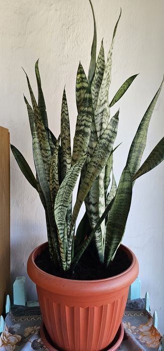 Продам домашние растения