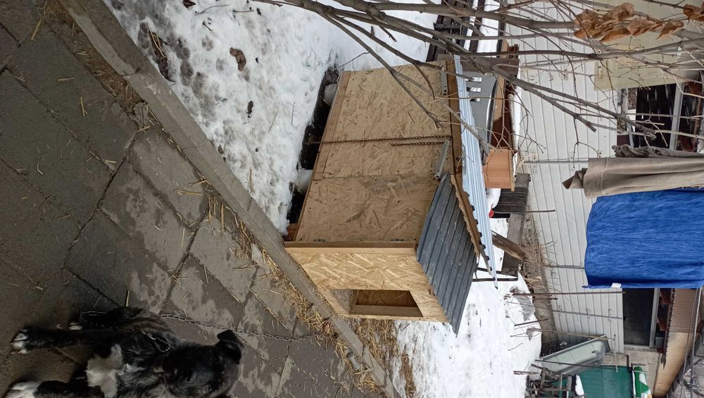 Шенок в добрые заботливые руки