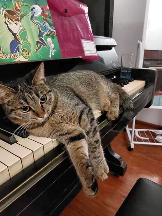 Отдам кошку в добрые руки бесплатно