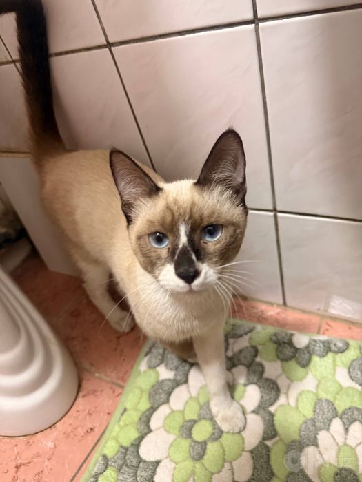 Котик ищет дом срочно