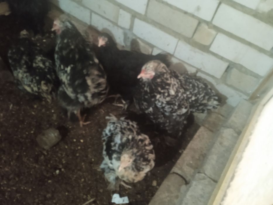 Виондот,Брама,Кохинкин сатам