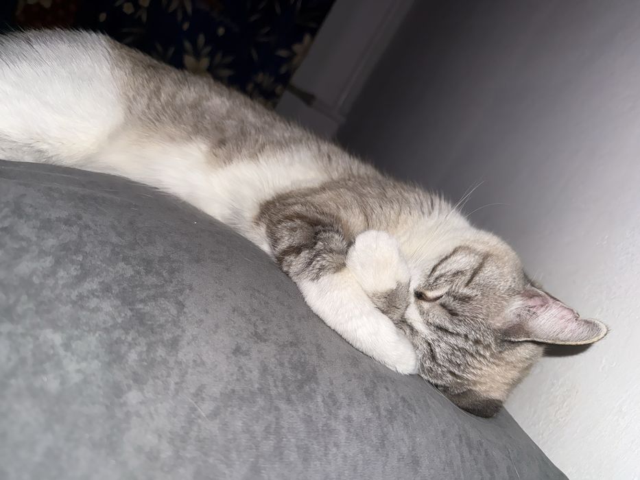 Отдаем в хорошие руки кота