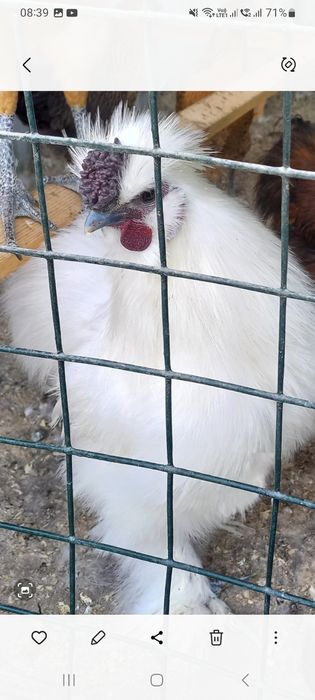 Молодые петухи распродажа