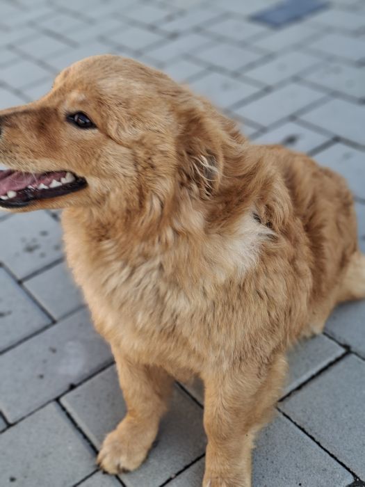 Donez mascul talie mică