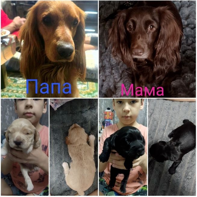 Щенки кокер спаниель