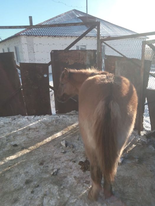 Семиз жабагы сатылады