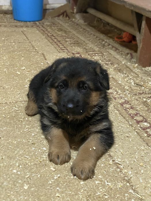 Продам щенков немецкой овчарки