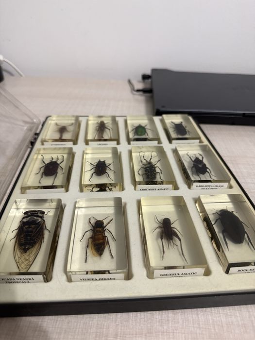 Insectar/ insecte impaiate
