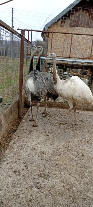 Se vand struti Nandu !