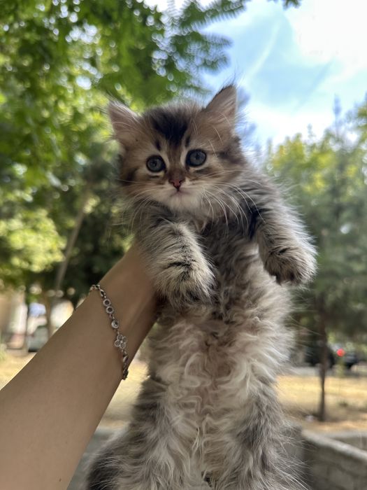 Skotish fold va Skotish strayt mushuklar sotiladi!!! Arzon narxda 50$