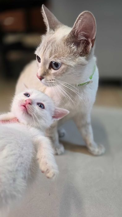 Котенок кошка котята