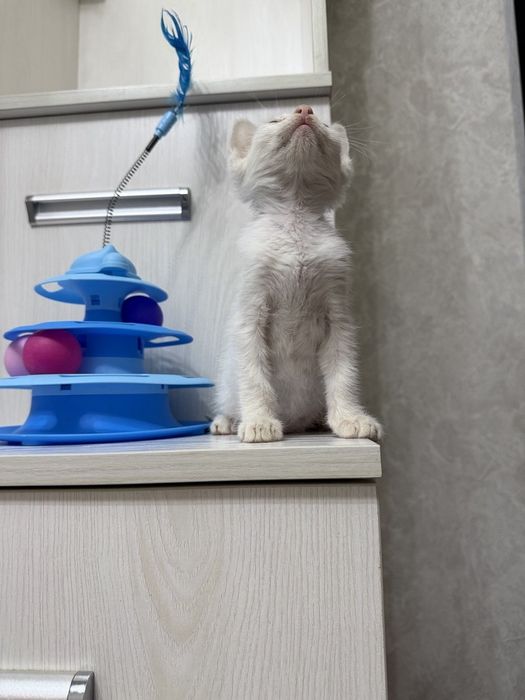 Пристратвается котенок в добрые руки