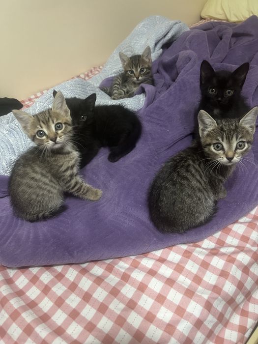 Котенок 1,5 месяца