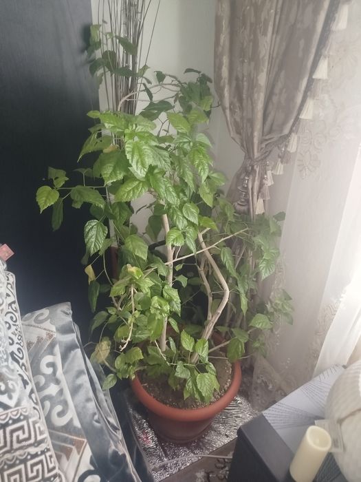 Продам китайскую розу