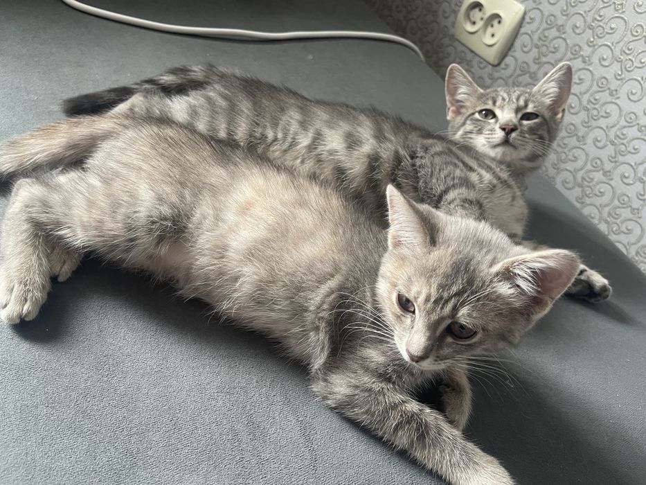 Котенок бесплатно