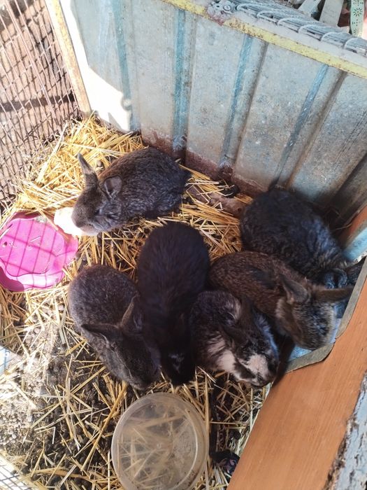 Крольчата  1,5 месяца