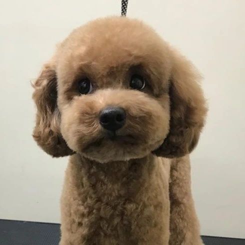 Груминг, экспресс линька, стрижка.