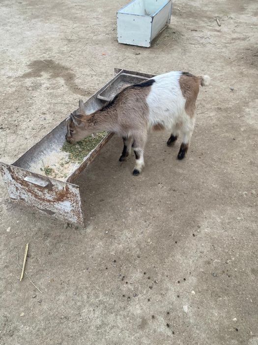 Алпи теке лақ сатылады