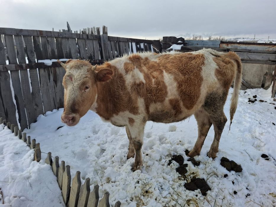 Продам крс телки 4 шт