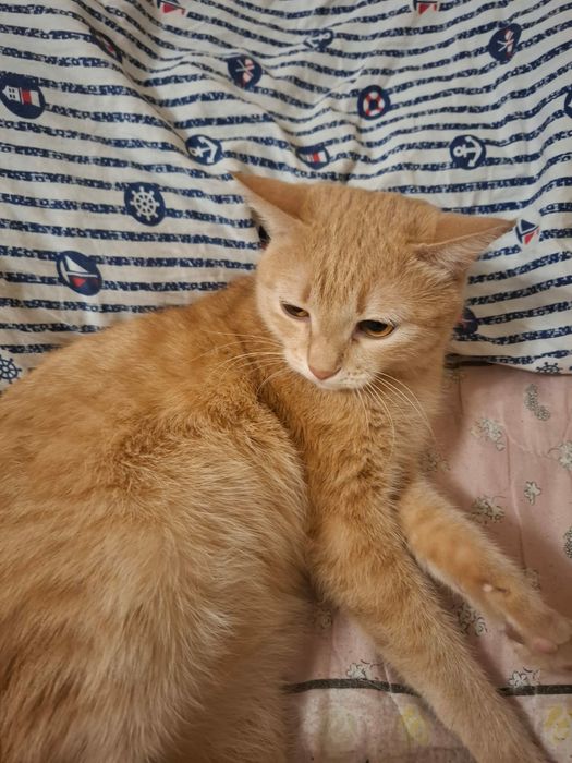 Отдам в добрые руки