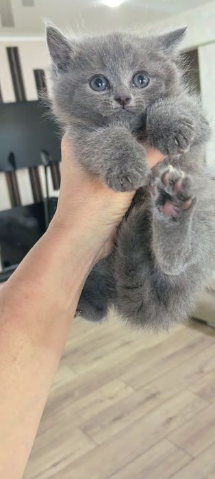 Продам котят .британцы 1 месяц