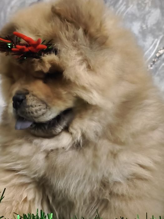 Продам щенят чау-чау