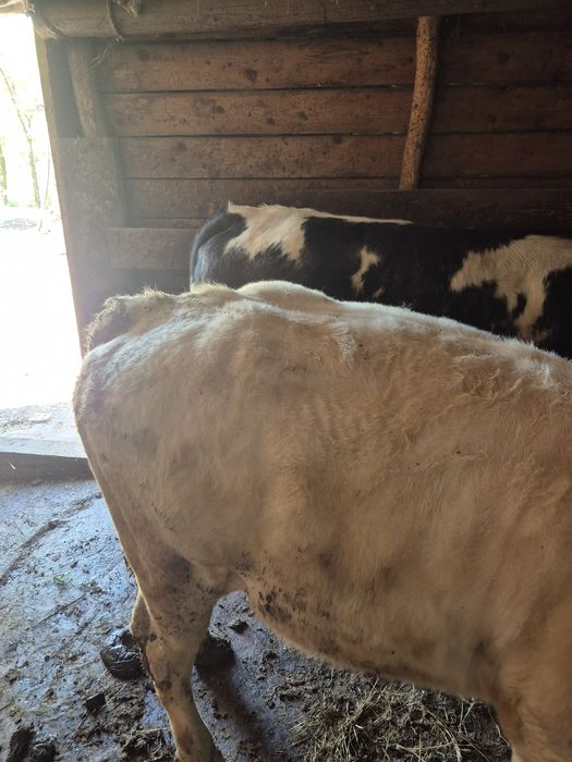 Tăurași si juninci de vânzare