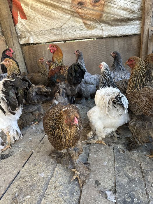 Disponibile pasari brahma