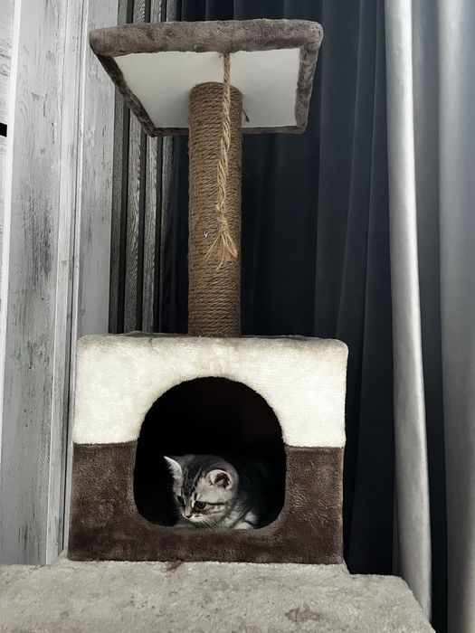 Продам котенка  Скотиш страйт