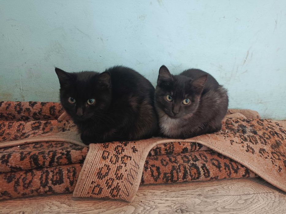 Котята, 3 месяца, кошечки, бесплатно