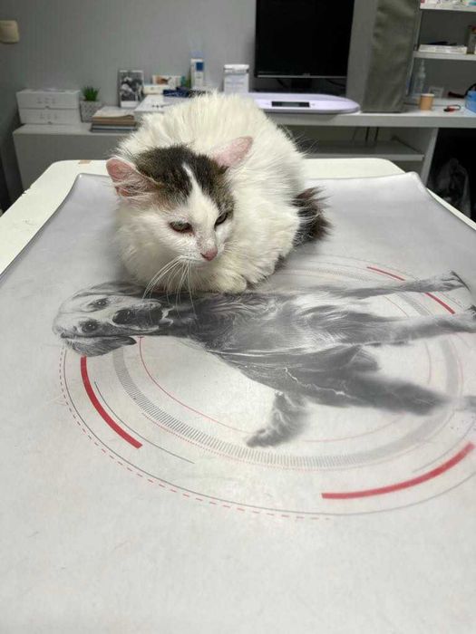 Млада котка, пухкава, мила, търси своите грижовни стопани.