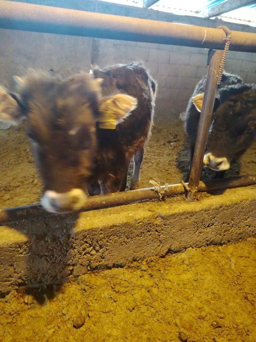 Продам телёнок 3 срочно