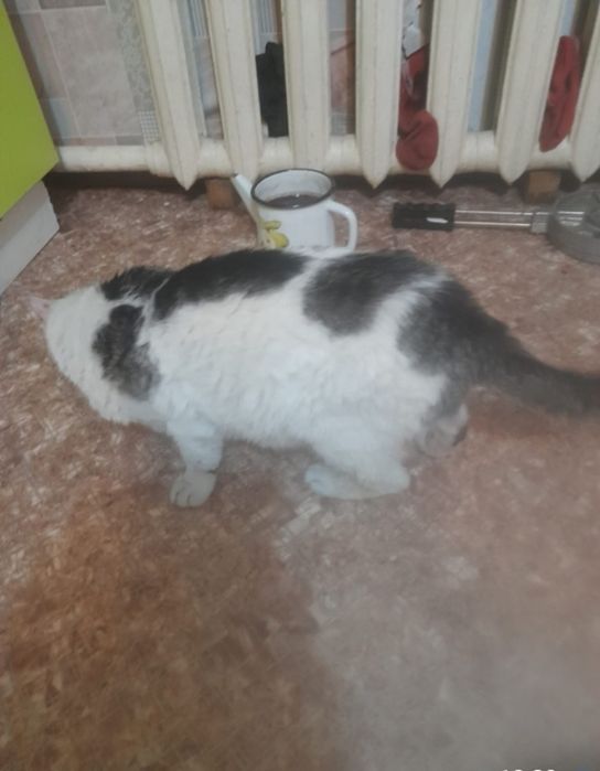 Кот мышелов, крысолов!