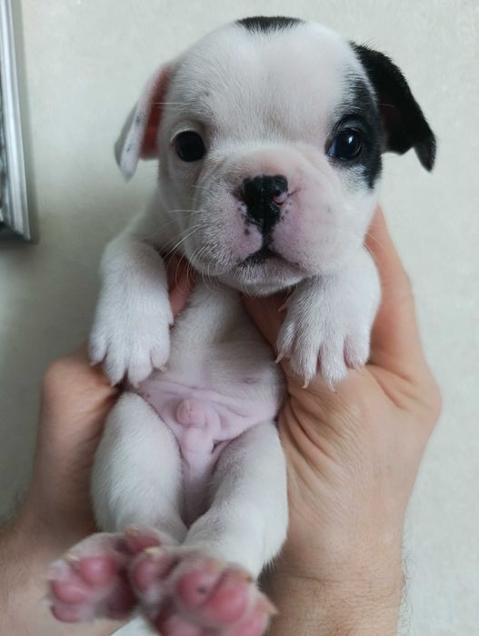Срочно продам двух щенков (мальчиков) французского бульдога